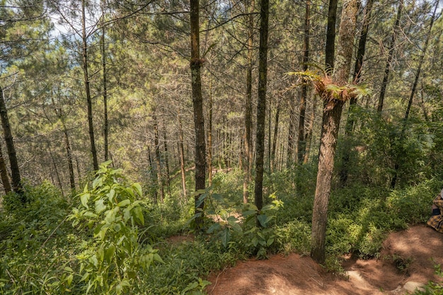 Der Weg durch den Kiefernwald, der im Sommer zum Gipfel des Berges führt