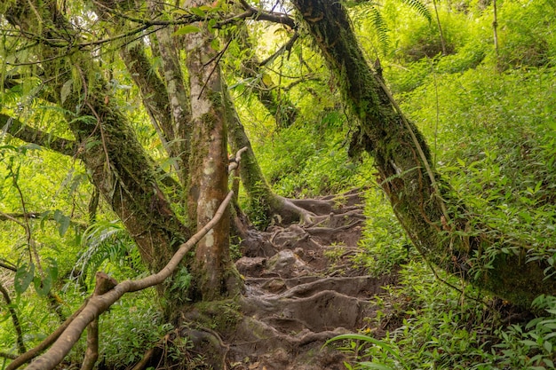 Der Weg führt im Frühling in den tiefen Wald