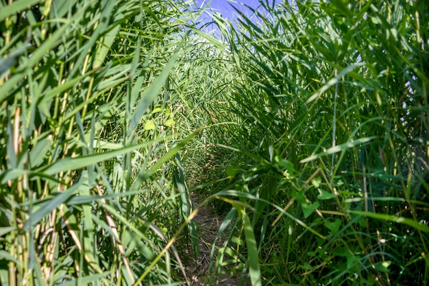 Foto der weg im grünen schilf.