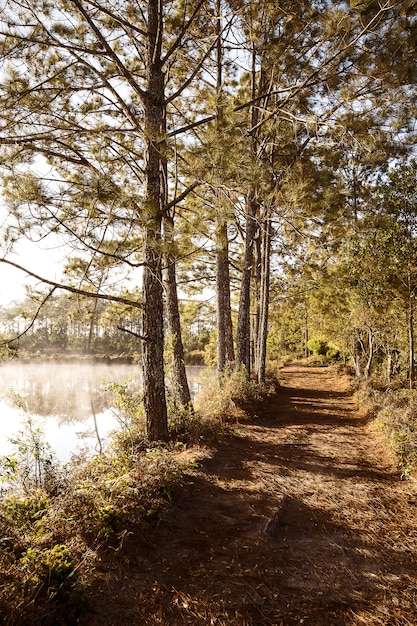 Der Weg im Kiefernwald