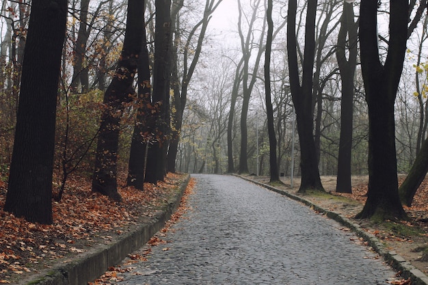 Der Weg im nebligen Herbstpark