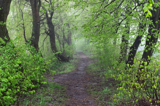 Der Weg im Sommerwald und Nebel