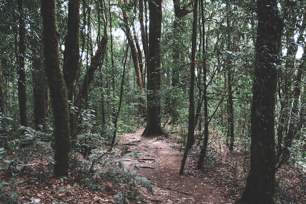 der Weg im tropischen Wald