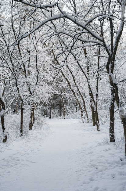 Der Weg im verschneiten Winterwald.