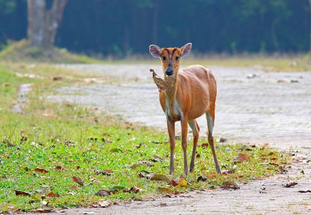 Der weibliche Sambarhirsch Rusa einfarbig