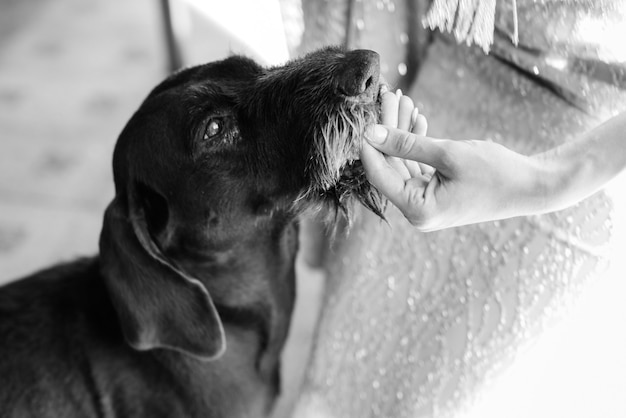 Der Weimaraner oder Weimarer Vorstehhund ist ein Jagdhund hunting