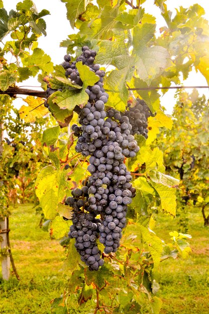 Der Weinberg ist bereit, Wein zu produzieren