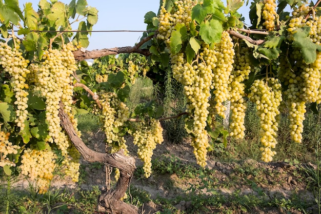 Der Weingarten, Landwirtschaft (Türkei Izmir Weinberge)