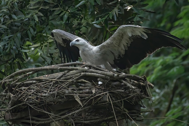 Der Weißbauchseeadler breitete seine Flügel aus, um eine Beute zu fangen