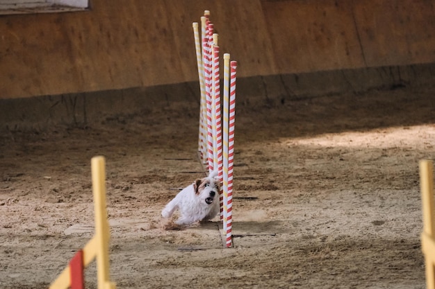 Der weiße, drahthaarige Jack Russell Terrier überwindet den Slalom mit mehreren vertikalen Stöcken