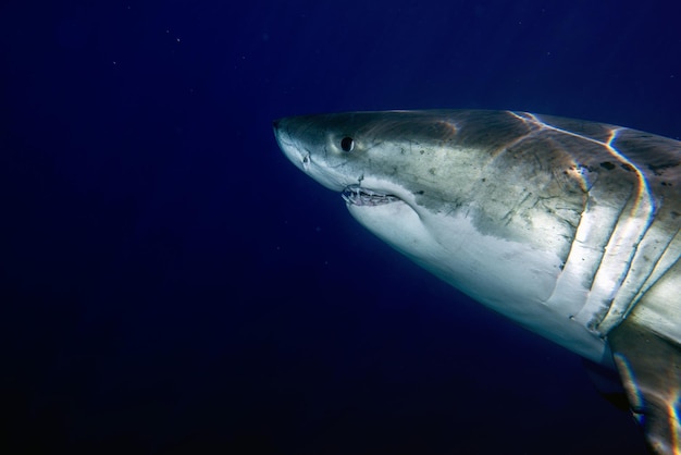Der Weiße Hai kommt vor tiefblauem Meereshintergrund zu Ihnen