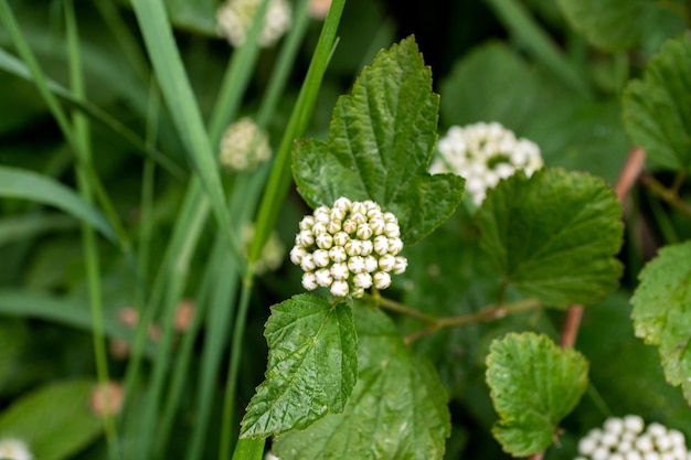 Der weiße Lantana-Camara-Cluster