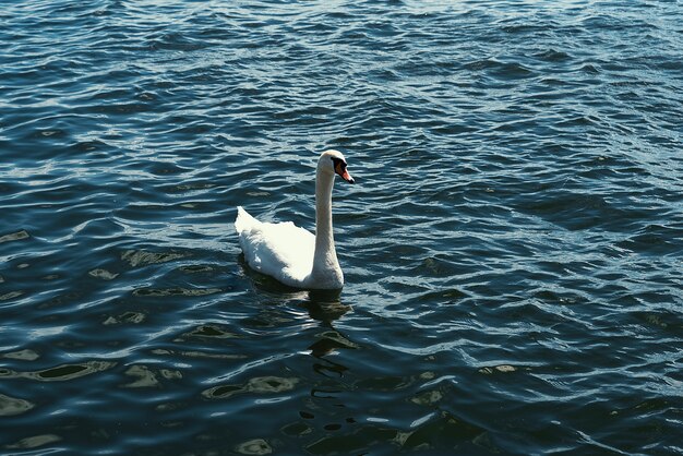 Der weiße Schwan, elegant und majestätisch, schwimmt auf dem Teich und gleitet leicht auf dem ruhigen Wasser.