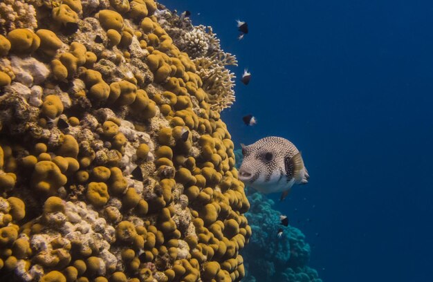 der weißfleckige Pufferfisch schwimmt entlang des wunderschönen Korallenriffs mit dunkelblauem Wasser