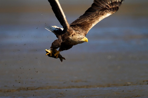 Foto der weißschwanzige adler im flug mit einem gefangenen fisch crna mlaka fischteich