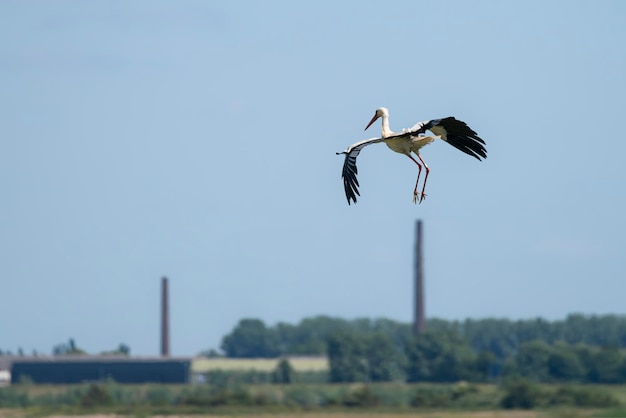 Foto der weißstorch (ciconia ciconia), fliegt mit weit ausgebreiteten flügeln.