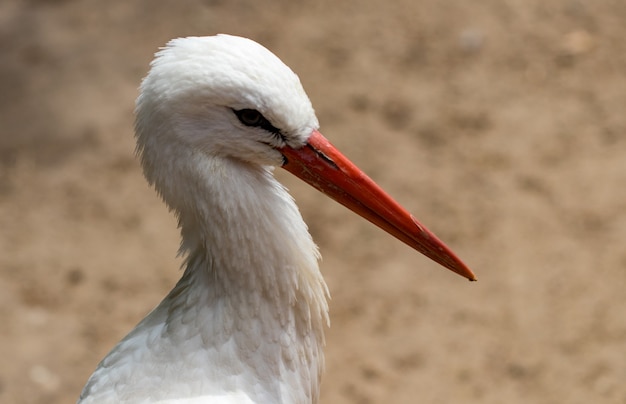 Der Weißstorch (Ciconia Ciconia). In einem Zoo .