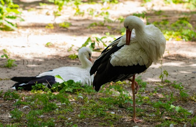 Der Weißstorch (Ciconia Ciconia). In einem Zoo .