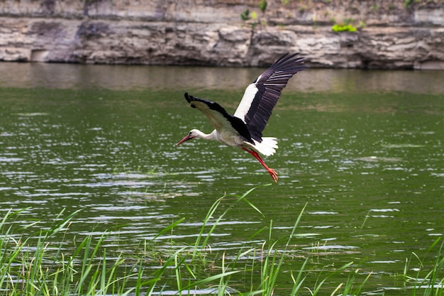 Der Weißstorch. Der Storch im Flug.