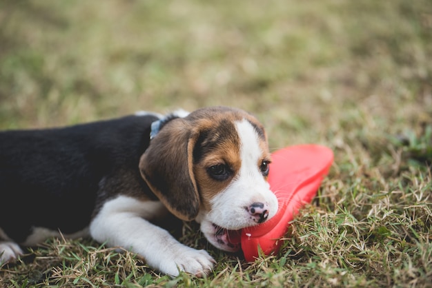 der Welpe Beagle beißt einen Schuh auf dem grünen Feld