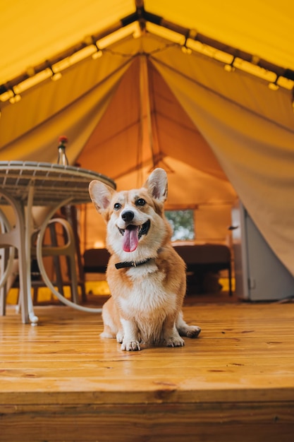 Der Welsh Corgi Pembroke Dog ruht sich auf dem Hintergrund des gemütlichen Glampings aus