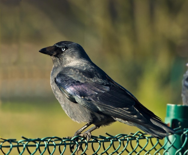 Foto der westliche jackdaw coloeus monedula auf dem zweig eurasischer jackdaw