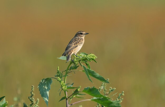 Foto der whinchat oder saxicola ruberta sitzt auf einem grünen unkraut