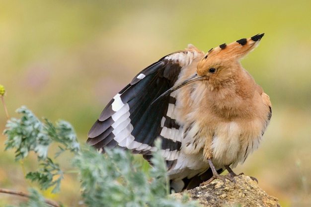 Foto der wiedehopf (upupa epops) steht auf felsen und reinigt seine federn.