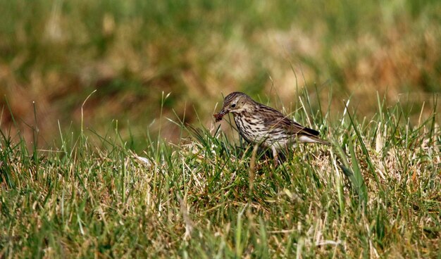 Der Wiesenpieper sammelt Futter für seine Küken