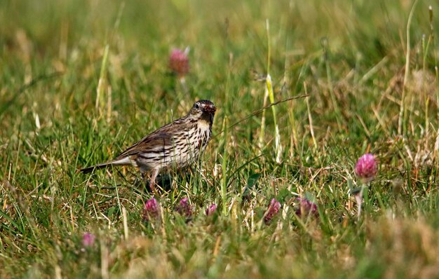 Der Wiesenpieper sammelt Futter für seine Küken