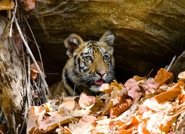 Der wilde bengalische Tiger schaut von Felsen im Dschungel-Indien-Bandhavgarh-Nationalpark heraus