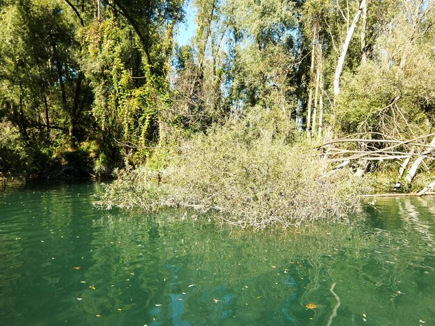 Foto der wilde fluss brenta