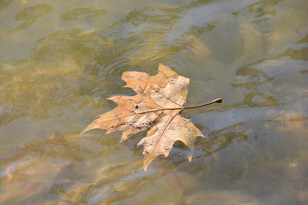 Der wilde Fluss Brenta