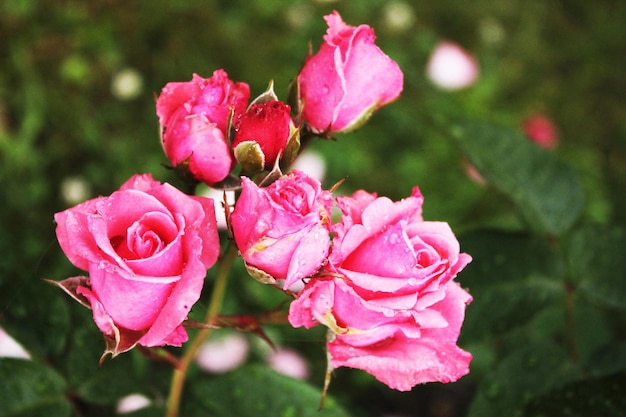 Der Wind lässt einen Blütenstand sanfter und mysteriöser Rosen flattern