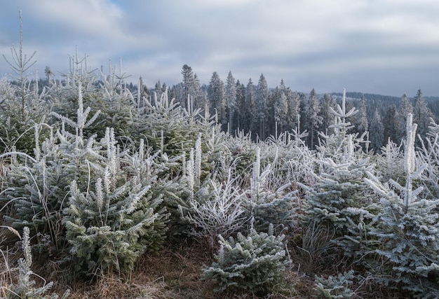 Der Winter kommt Die letzten Tage des Herbstmorgens in der Berglandschaft friedliche malerische Raureif-Szene Karpaten der Ukraine