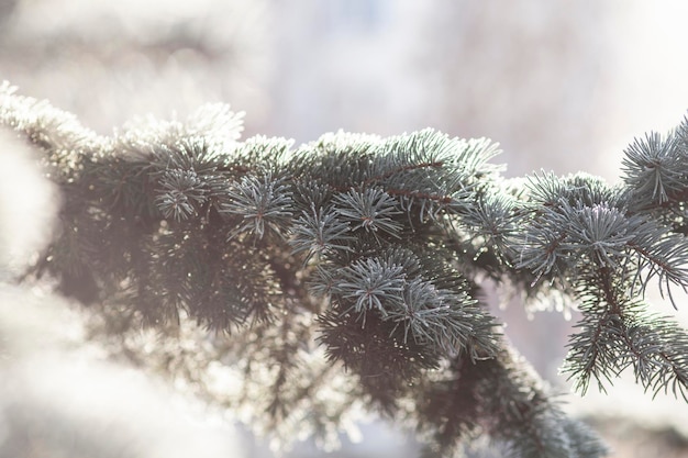 Der Winter kommt Erster Frost