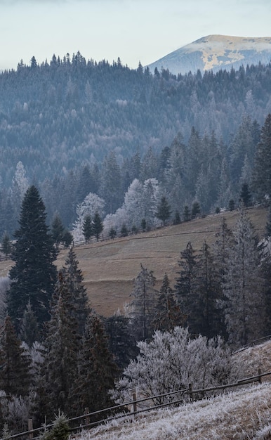 Der Winter kommt Malerische neblige und stimmungsvolle Morgenszene in der spätherbstlichen Berglandschaft mit Rauhreif auf Grasbäumen hängen Karpaten in der Ukraine