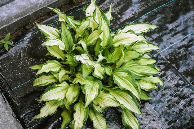 Der Wirt der Blume wächst auf dem Boden blühender Pflanzen Wirtsvariegierter Wirt