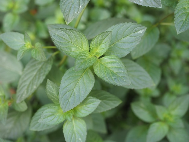 Der wissenschaftliche Name der Pfefferminzpflanze Mentha piperita