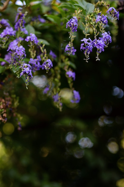 Foto der wissenschaftliche name dieser blume ist duranta repens. der wissenschaftliche name ist duranta repensï¼ˆduranta erectaï¼‰.