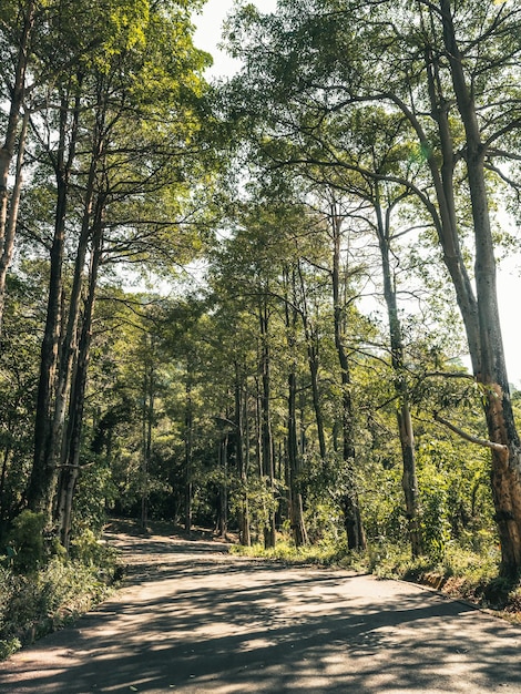 Der wunderschöne Bergweg, umgeben von Bäumen