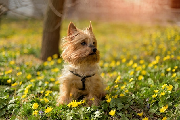 Der Yorkshire-Terrier-Hund sitzt im Gras mit kleinen gelben Blumen