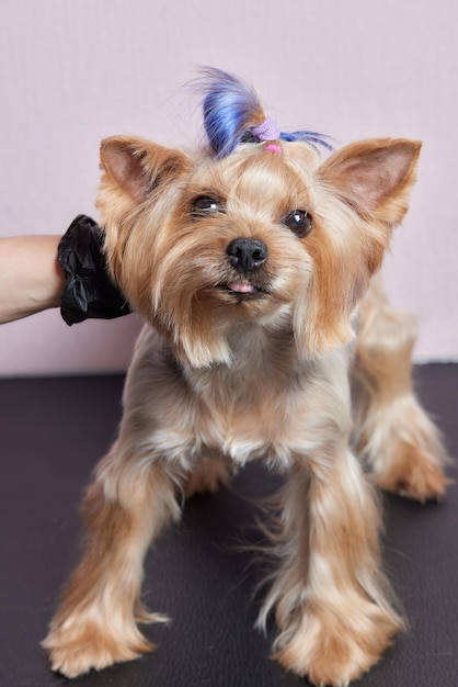 Der Yorkshire-Terrier liegt mit einem schönen Haarschnitt für jeden auf dem Pflegetisch im Zoosalon