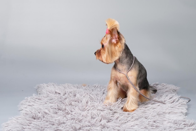 Der Yorsh Terrier schaut zur Seite, während er auf der Matte sitzt