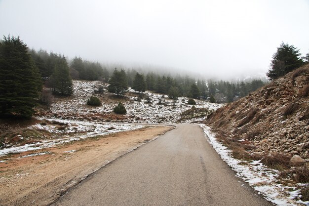 Der Zedernwald in den Bergen im Winter