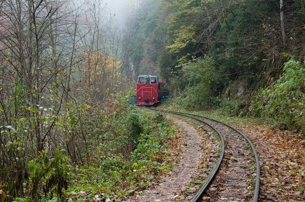 Der Zug fährt auf einer Schmalspurbahn in einem nebligen Wald