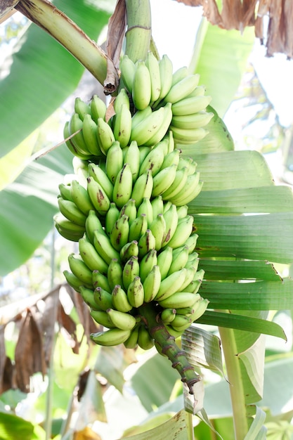 Der Zweig der grünen Bananen