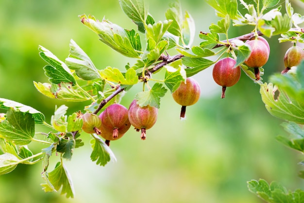 Der Zweig der Stachelbeere mit Früchten in der Reifezeit. Beeren von Stachelbeeren