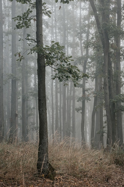 Der Zweig mit grünen Blättern am Stamm der jungen Eiche im nebligen Wald des Herbstmorgens