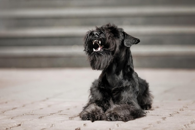 Der Zwergschnauzer-Hund in der Altstadt